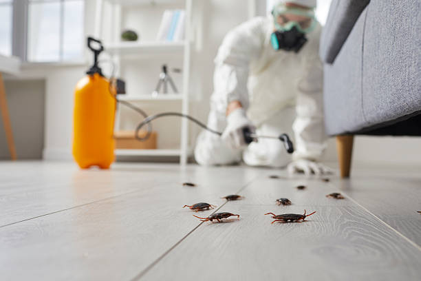 Commercial Kitchen Cockroach Control in Edgewater
